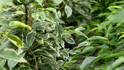 Green leaves wall background wild grapes foliage texture
