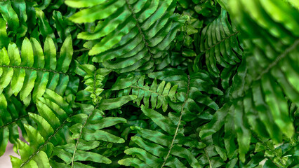 Fern leaves green foliage
