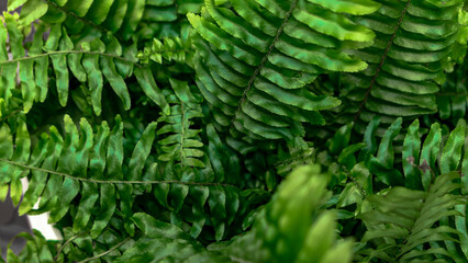 Fern leaves green foliage