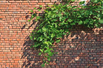 A brick wall covered with grapes as a beautiful background