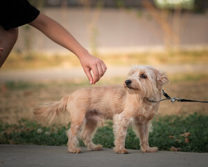 Yorkshire terrier on a walk outdoors on a sunny day.