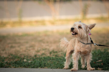 Yorkshire terrier on a walk outdoors on a sunny day.