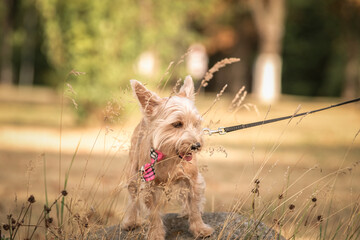 Yorkshire terrier on a walk outdoors on a sunny day.