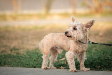 Yorkshire terrier on a walk outdoors on a sunny day.