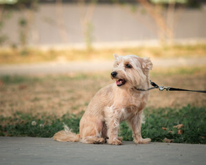 Yorkshire terrier on a walk outdoors on a sunny day.