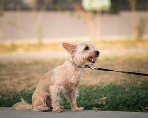 Yorkshire terrier on a walk outdoors on a sunny day.