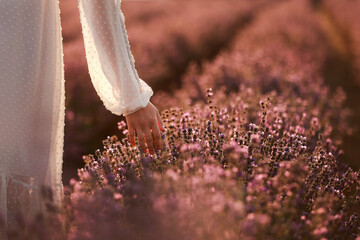 Woman's hand touches lavender flowers on a lavender field summer on sunset. Natural cosmetics concept. Banner. Place for text.