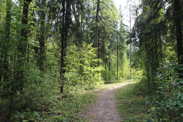 path in the summer forest in sunny day