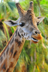 primo piano di una giraffa nella savana 