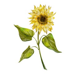 sunflower isolated on white