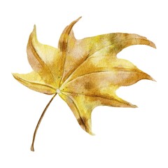 Fototapeta premium leaf isolated on white