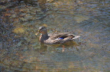 Female Mallard Duck at Lake Martin, Alabama