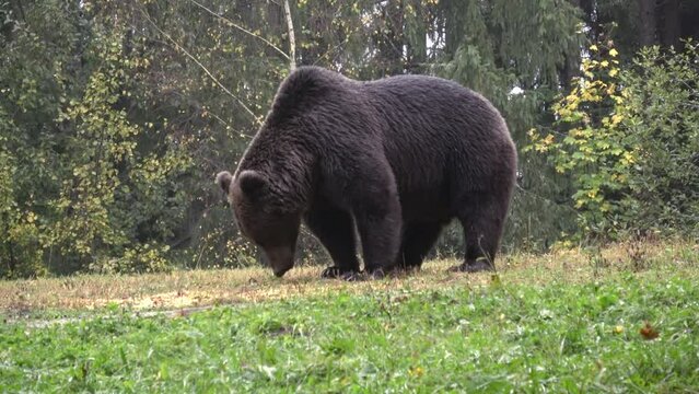 Brown bear stands and eats in the rain
Romania Brown bear wildlife, 2022

