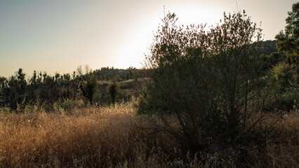 sunset in the forest