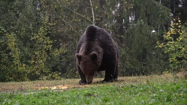 Brown bear feeding from the ground
Romania Brown bear wildlife, 2022
