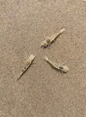 Three shrimp crawl well camouflaged over the sand of the north sea