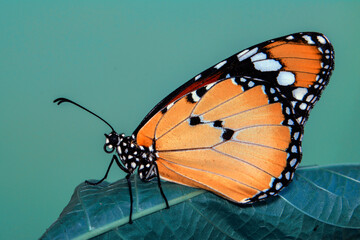 Macro shots, Beautiful nature scene. Closeup beautiful butterfly sitting on the flower in a summer garden.