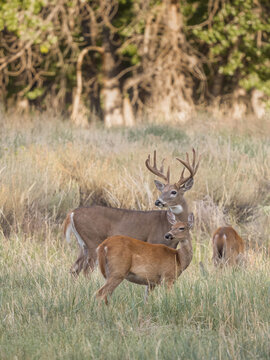 whitetail buck and doe deer in the woods