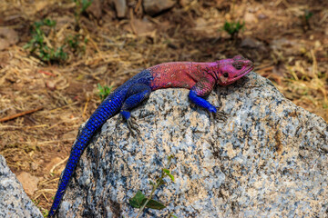 Male mwanza flat-headed rock agama (Agama mwanzae) or the Spider-Man agama on a stone in Serengeti  National Park, Tanzania