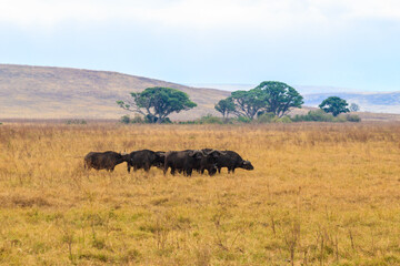 Herd of African buffalo or Cape buffalo (Syncerus caffer) in Ngorongoro Crater National Park in Tanzania. Wildlife of Africa