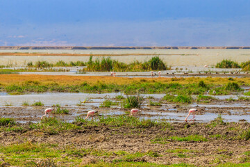 Lesser flamingo (Phoeniconaias minor) in Ngorongoro crater national park in Tanzania. Wildlife of Africa