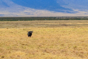 African buffalo or Cape buffalo (Syncerus caffer) in Ngorongoro Crater National Park in Tanzania. Wildlife of Africa