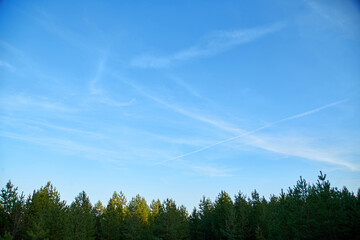 Blue sky against the backdrop of a pine forest. Natural background.
