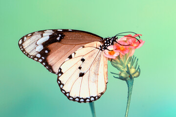 Macro shots, Beautiful nature scene. Closeup beautiful butterfly sitting on the flower in a summer garden.