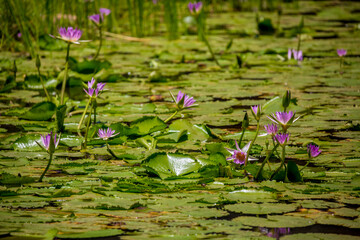 Water lily in the pond Tropical nature, jungle lanshavt, tourism, tropical island, Seychelles