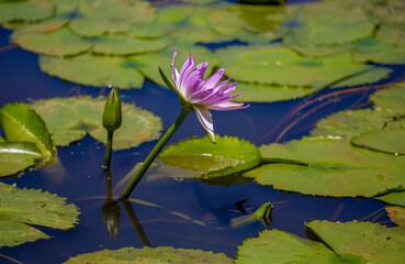 Water lily in the pond Tropical nature, jungle lanshavt, tourism, tropical island, Seychelles