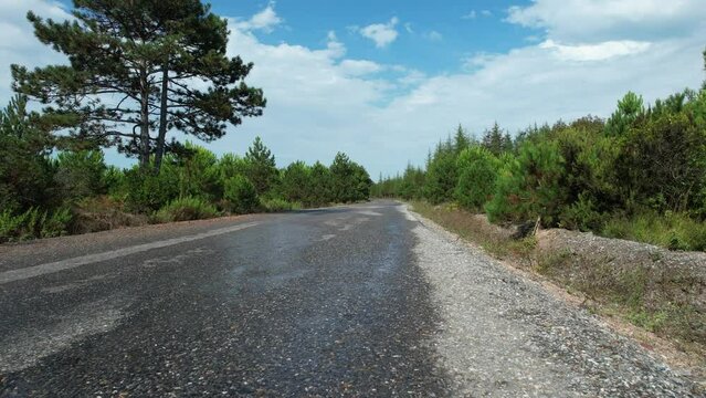 road and forest