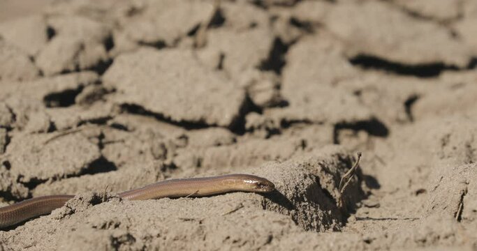 Anguis Fragilis Is A Legless Lizard Reptile Native To Eurasia. Deaf Adder, Slowworm, Blindworm, Long-cripple. These Legless Lizard Are Also Sometimes Called Common Slow-worm. Belarus.