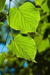 Sunlit tree leaves in Gardelegen Park, Germany
