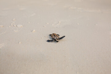 Little Sea Turtle Cub, Crawls along the Sandy shore in the direction of the ocean to Survive, Hatched, New Life, Saves, Way to life, Tropical Seychelles, footprints in the sand, forward to a new life