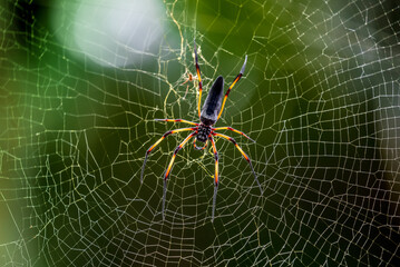 Spider on the webTropical Background Sun Light Holiday Travel Design Space Palm Trees Branches Landscape Indonesia Seychelles Philippines Travel Island Relax Sea Ocean Rain Cloud