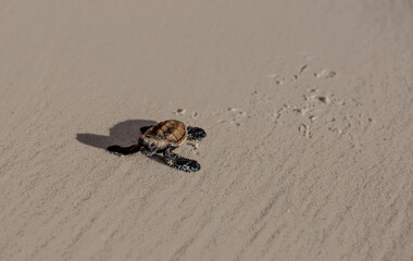 Little Sea Turtle Cub, Crawls along the Sandy shore in the direction of the ocean to Survive,...