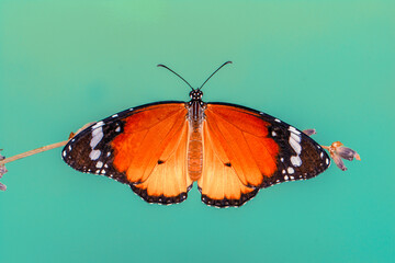 Macro shots, Beautiful nature scene. Closeup beautiful butterfly sitting on the flower in a summer garden.