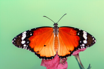 Macro shots, Beautiful nature scene. Closeup beautiful butterfly sitting on the flower in a summer garden.