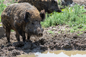 Wild boar on the edge of a muddy pond