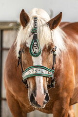 Head portrait of a chestnut south german draft horse gelding wearing a traditional decorated halter