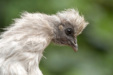 Portrait of a white free-range silky fowl hen in summer outdoors, poultry breed