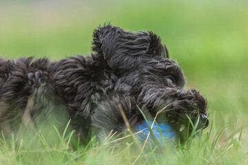 Portrait of a cute little black yorkipoo dog on a meadow in summer outdoors