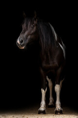 Portrait of a barockpinto horse mare in front of black background