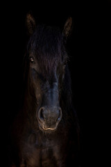 Edgewise portrait of a black percheron horse gelding in front of black background