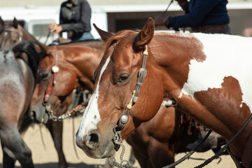 Equine and Horse Photographs