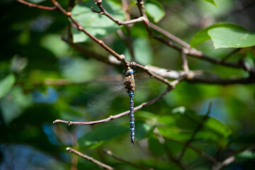 Blaue Libelle am Ast