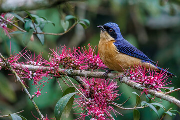 A colorful songbird perched on a blooming branch of pink flowers