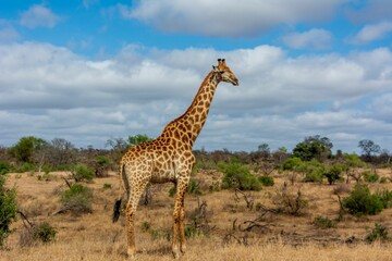 View of the giraffe in the safari © Drew Hallett/Wirestock Creators