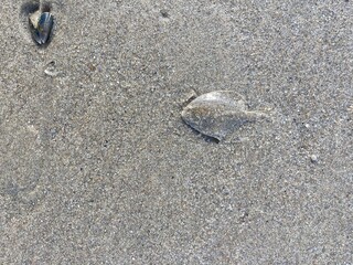 a flatfish lies well camouflaged in the sand of the north sea