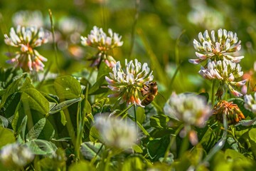 close up of a bee, bee, bee on a flower,